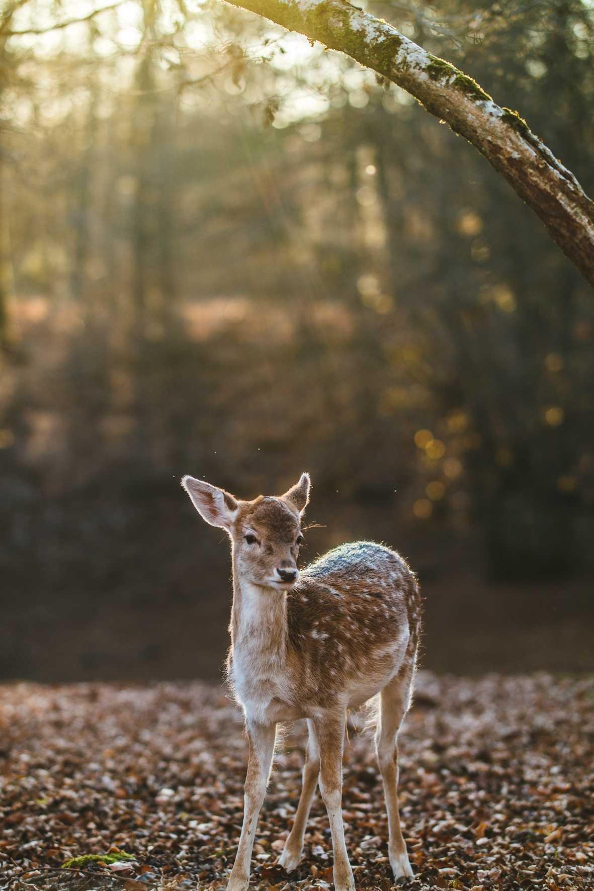 Ein Rehkitz steht im Wald und wird von warmen Sonnenstrahlen beleuchtet. Englisch