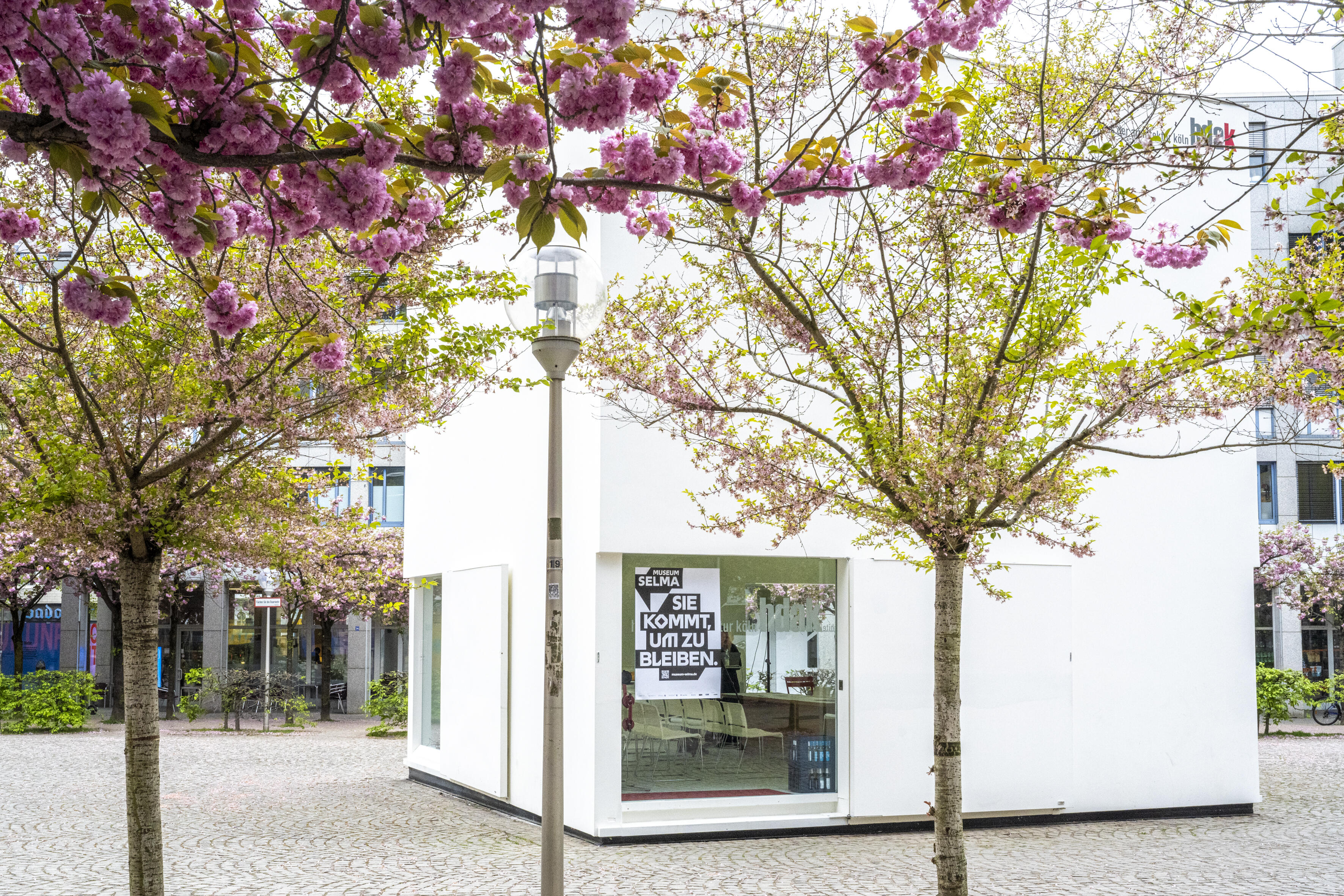White Cube of the HdAK